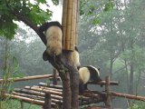 Panda Breeding Center