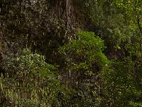 Fern Grotto