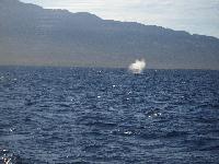 Molokini Crater