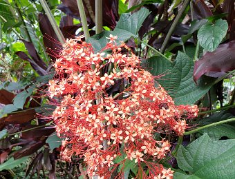 Hawaii Tropical Bioreserve and Garden with Onomea Scenic Drive