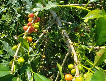 Greenwell Farm Kona Coffee Tour