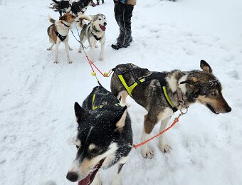 Ranch Djurgården Dog Sledding