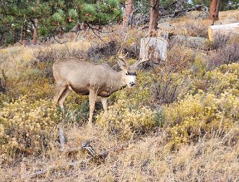 Elk