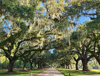 Boone Hall Plantation & Gardens