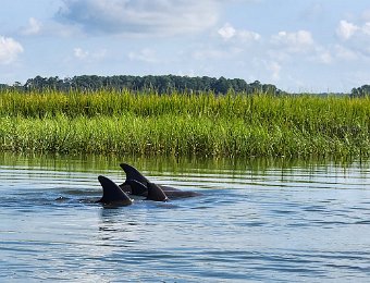 Skiff Dolphin Tours