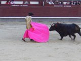 Bull Fight  Bull Fight